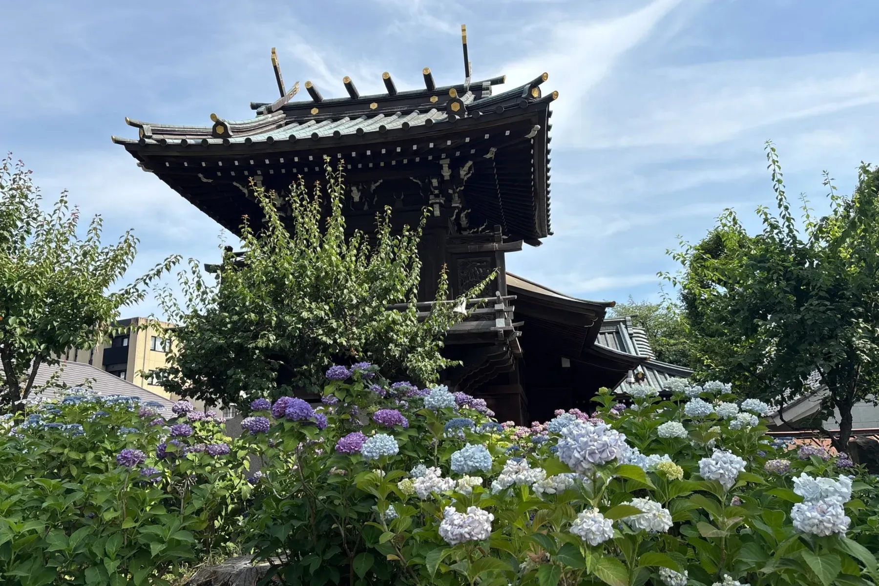 文京繡球花祭